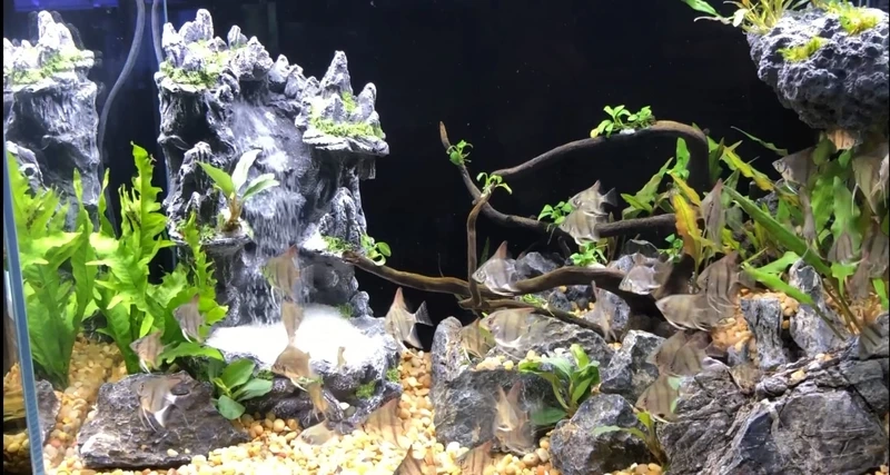 Khám phá thiết kế bể cá thác nước mini độc lạ đầy ấn tượng