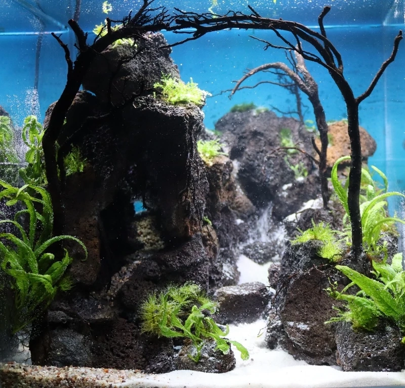 Góc xanh mát với bể cá thác nước cây xanh trong nhà