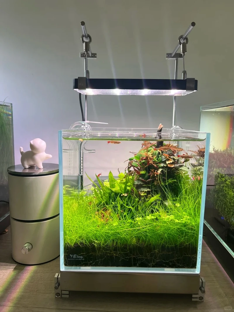 Chiêm ngưỡng bể cá thảm cây thủy sinh đẹp xanh mát cho không gian