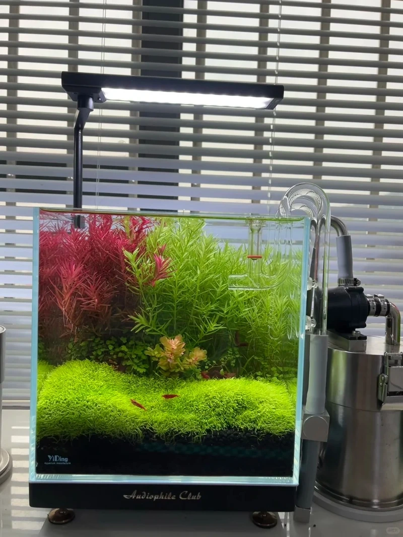 Nhiều người yêu thích bể cá thảm cây phong thủy cho may mắn