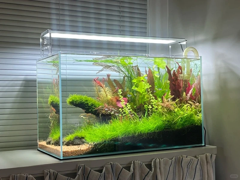 Cảm hứng thiên nhiên từ bể cá thảm cây phong cảnh