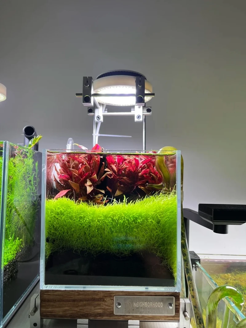 Vẻ đẹp tinh tế của bể cá thảm cây tự nhiên trong nhà