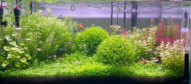 Thiết kế độc đáo với bể cá thảm cây nghệ thuật