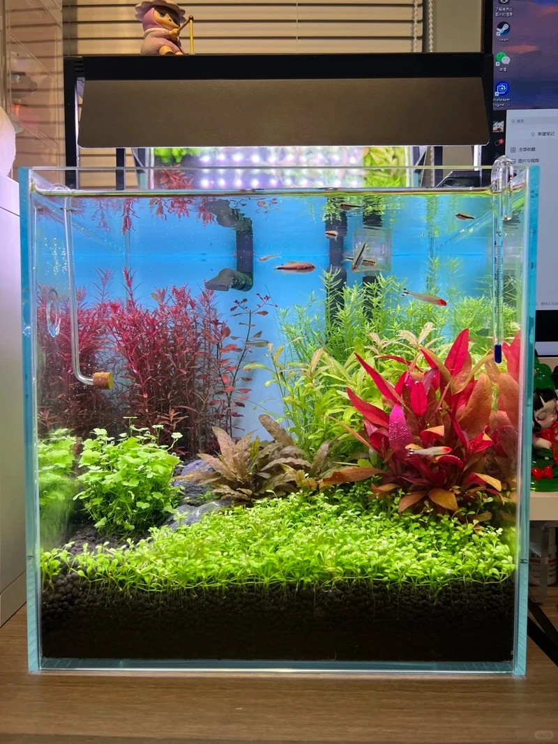 Trang trí nhà với bể cá thảm cây phòng khách cực đẹp