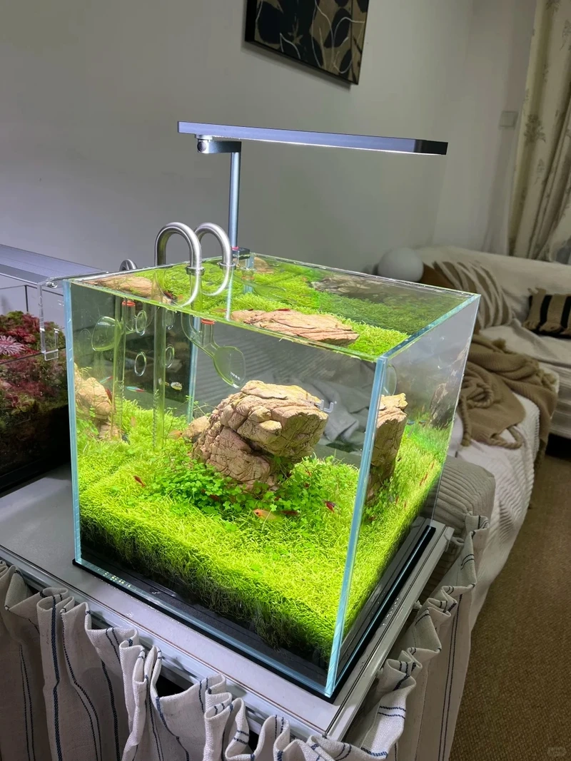 Không gian đẳng cấp với bể cá thảm cây sang trọng