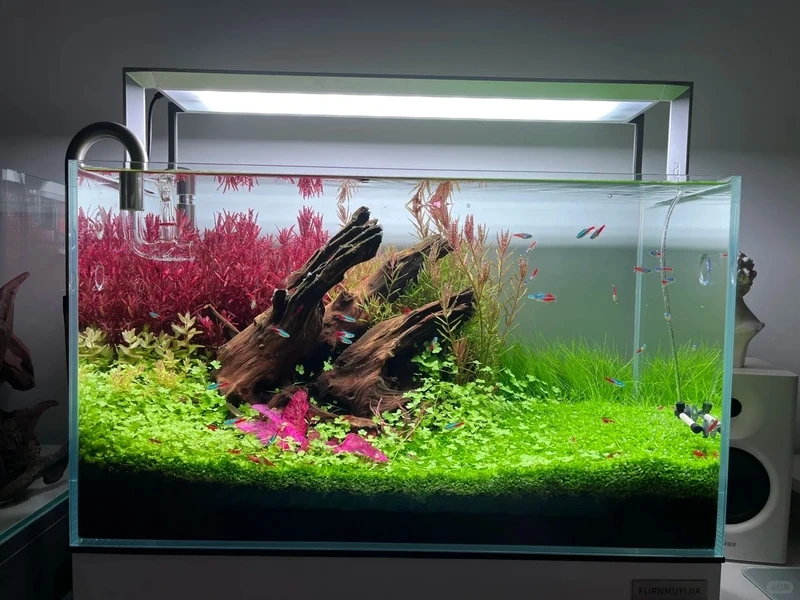 Xu hướng aquascape mới với bể cá thảm cây đẹp