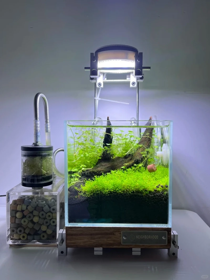 Mang thiên nhiên vào nhà với bể cá thảm cây thiên nhiên