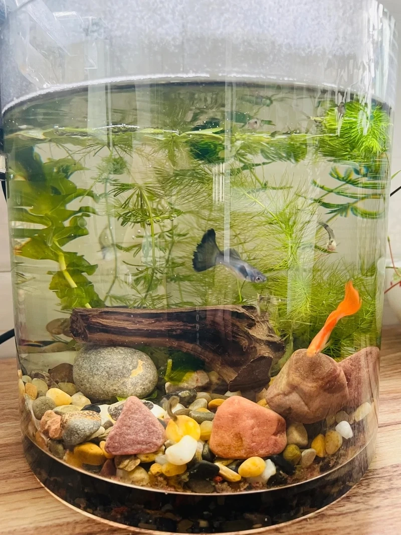 Không gian làm việc xanh mát với hồ thủy sinh văn phòng đẹp