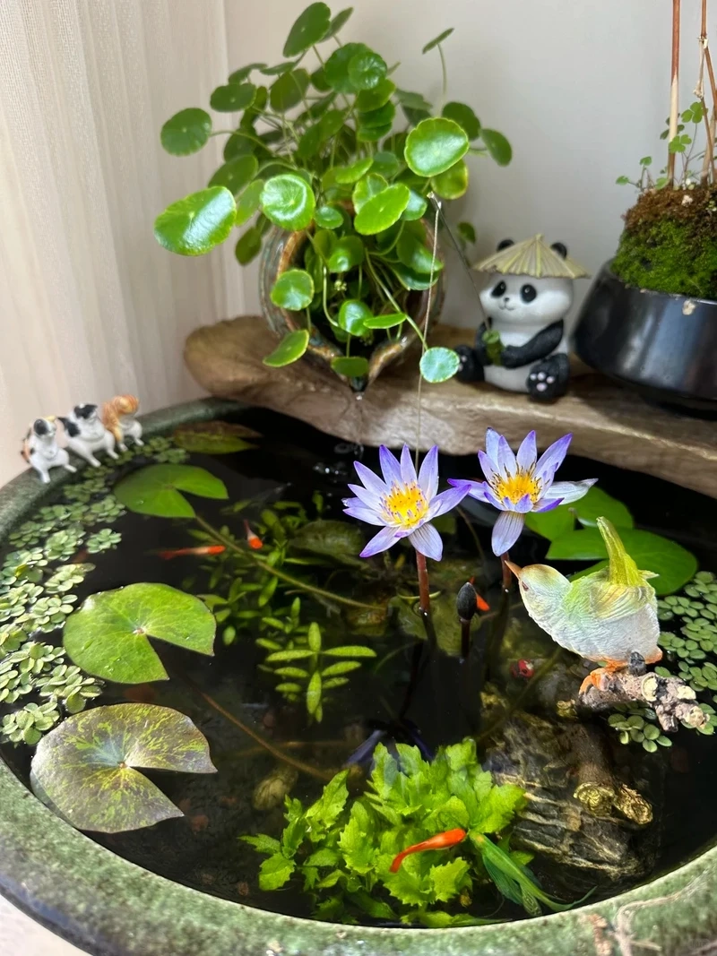 Mang thiên nhiên vào nhà với bể cá zen thiên nhiên