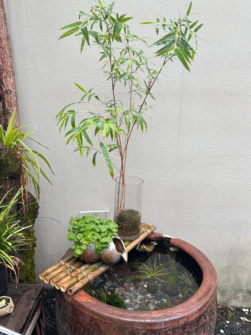 Thiết kế tinh tế từ bể cá zen nghệ thuật cho không gian