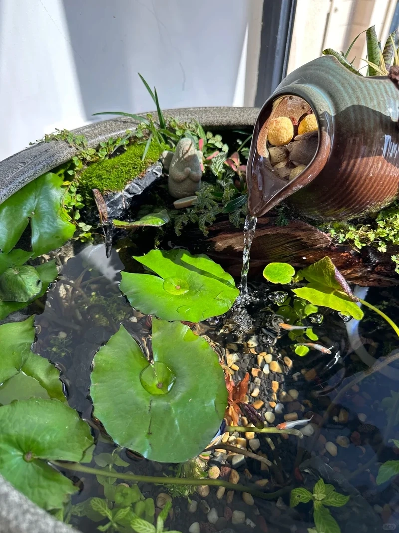 Phong cách mới từ bể cá zen hiện đại