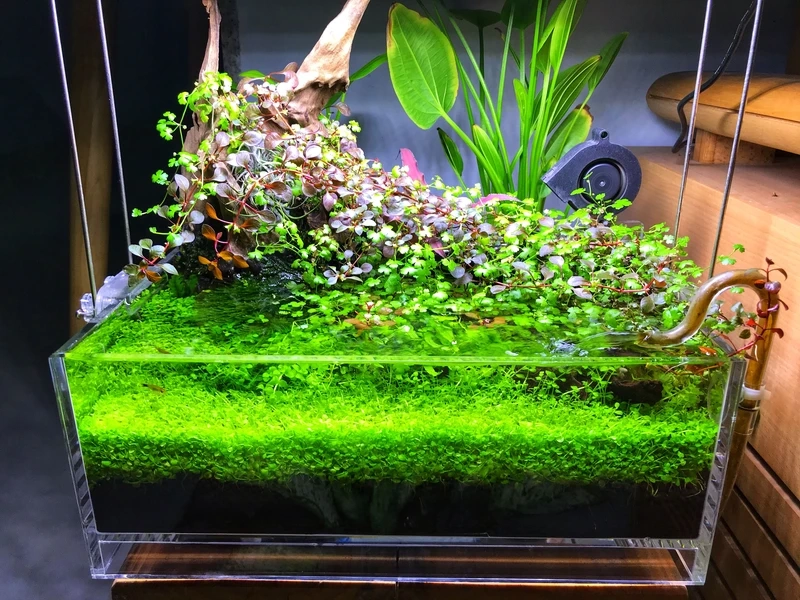 Không gian xanh dịu mắt với bể thủy sinh rêu xanh