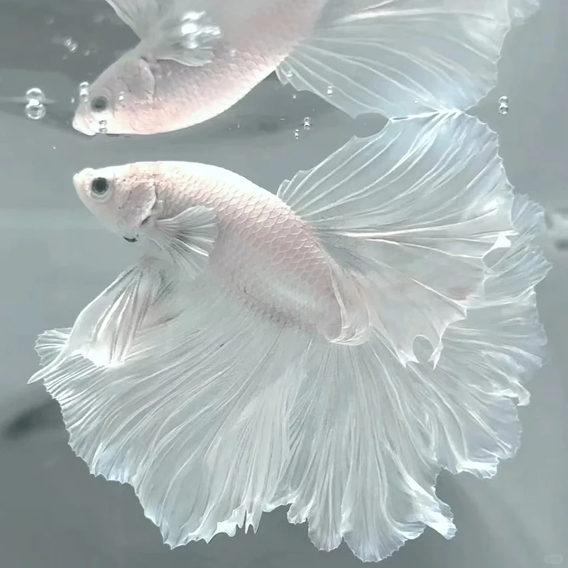 Hiệu ứng thiên hà ấn tượng của cá betta halfmoon galaxy