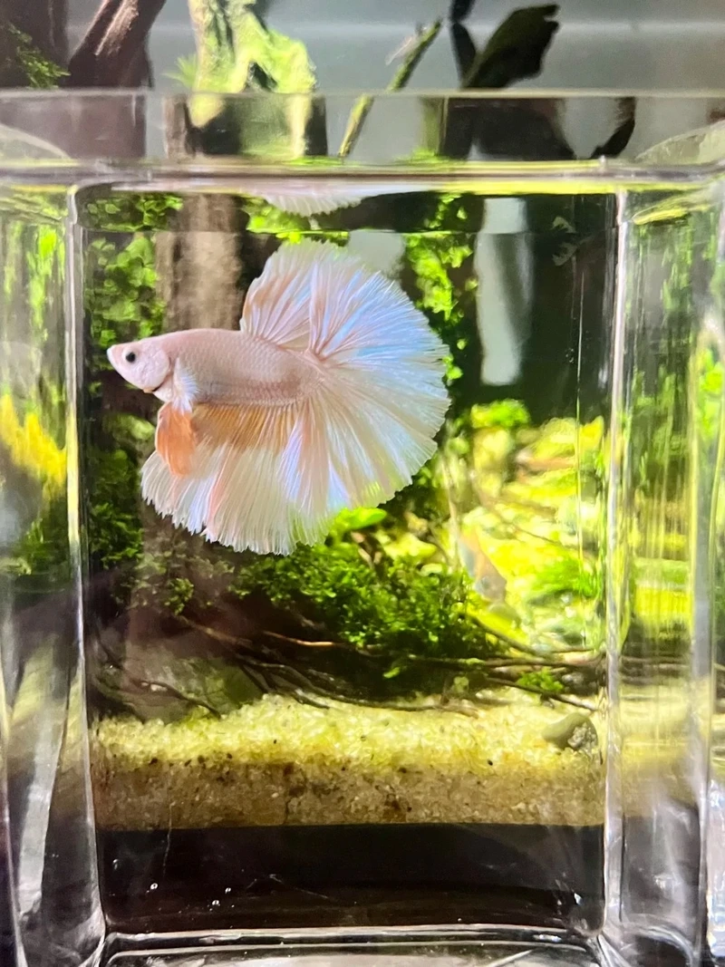 Sắc màu độc đáo từ cá betta halfmoon fancy khiến ai cũng trầm trồ