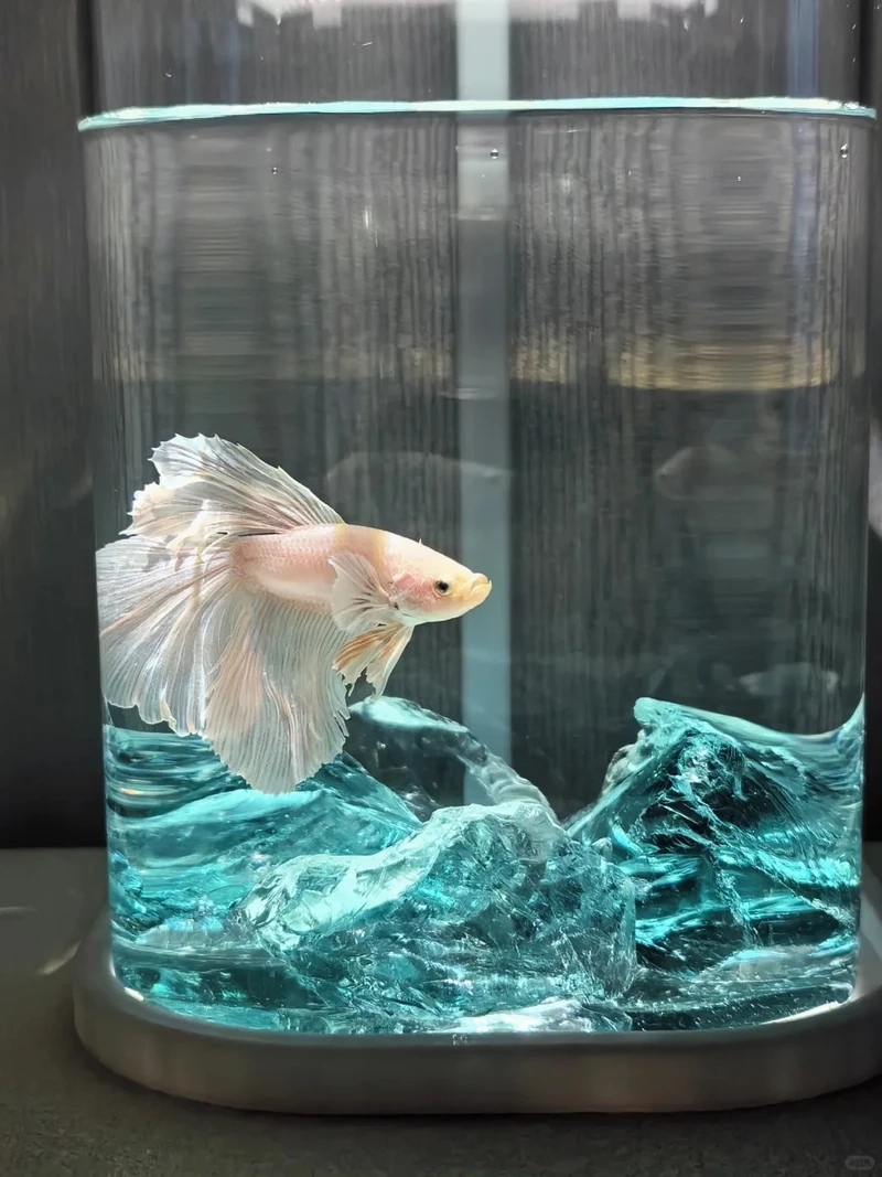 Dân chơi cá cảnh săn lùng cá betta halfmoon cảnh cực đẹp