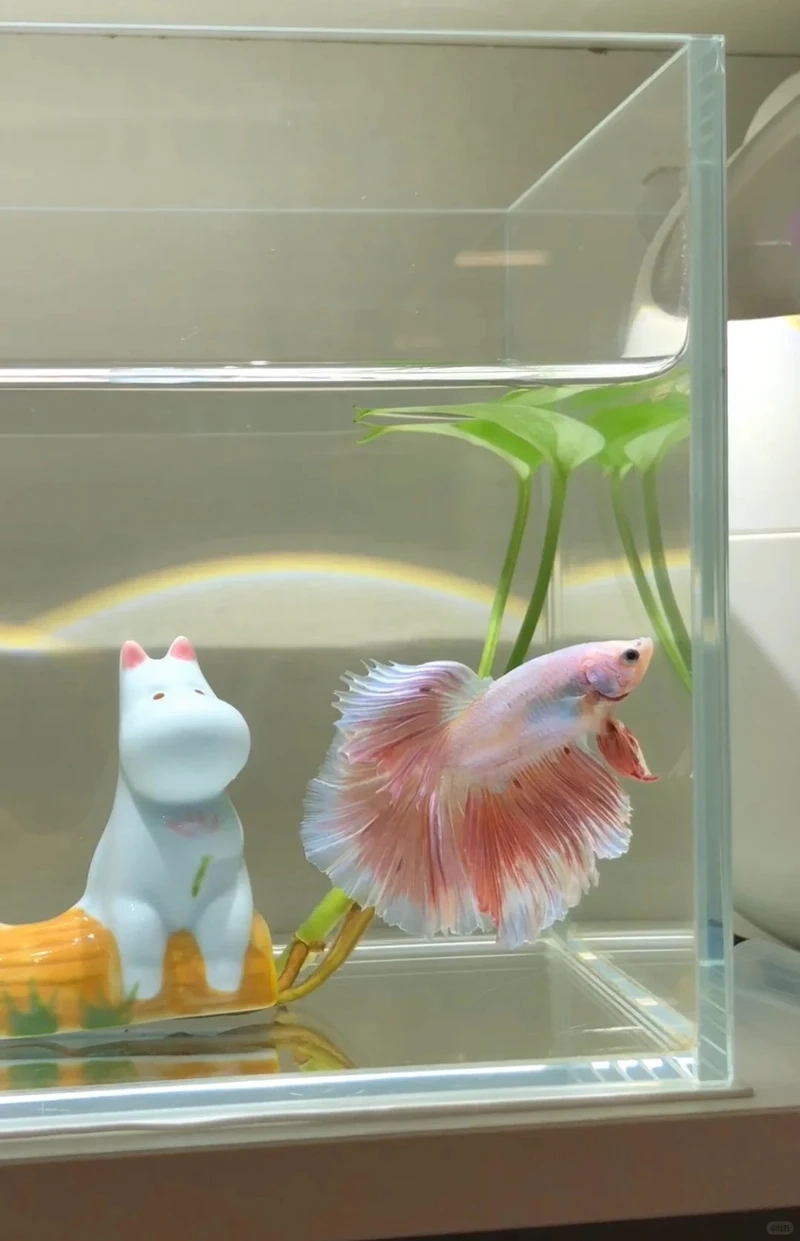 Nhỏ gọn đáng yêu với cá betta halfmoon mini