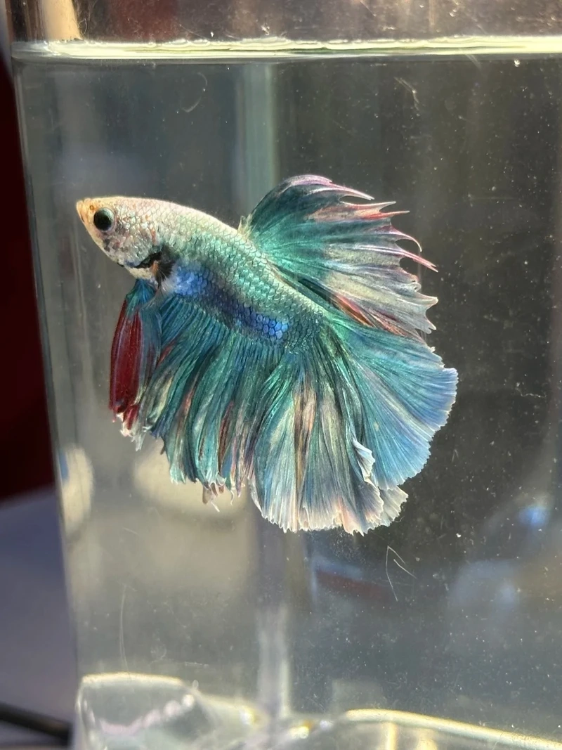 Trang trí hồ cá bằng cá betta halfmoon nuôi hồ thủy sinh