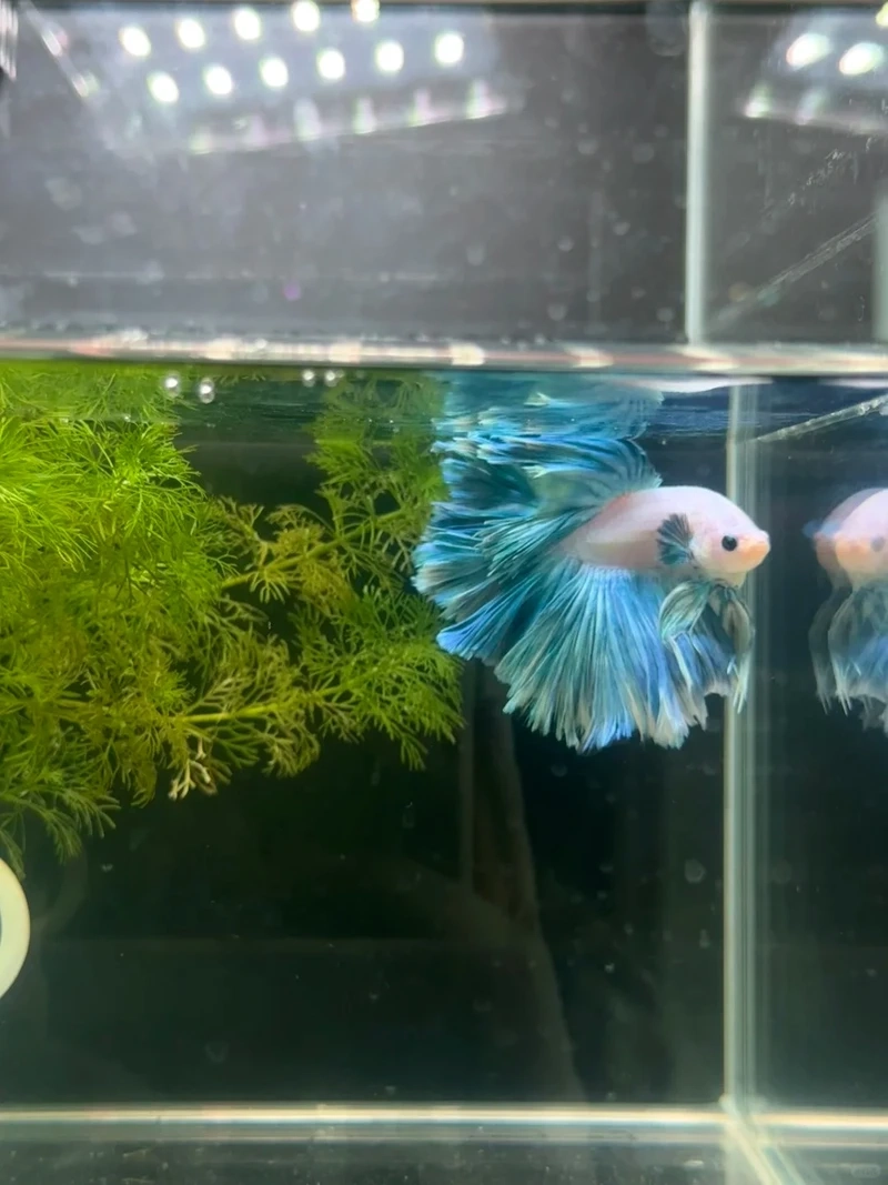 Dòng cá ấn tượng với cá betta halfmoon rồng