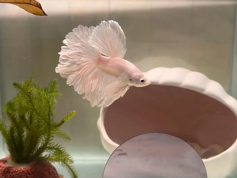 Đẳng cấp dân chơi cá với cá betta halfmoon cao cấp