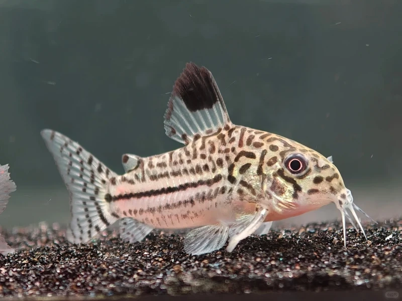 Nhỏ xinh đáng yêu với cá chuột cory mini