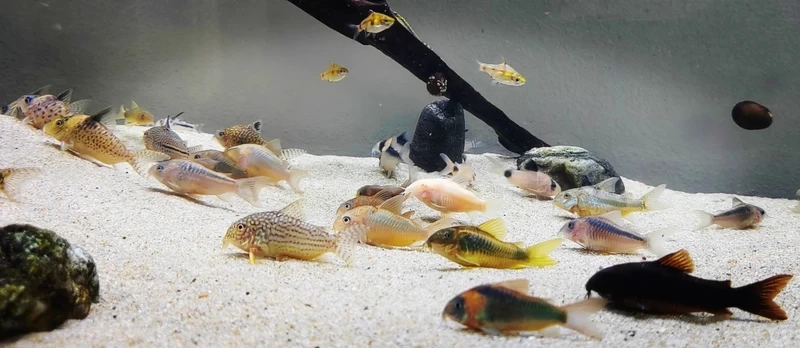 Dòng cá được yêu thích trong giới cá chuột cory cảnh