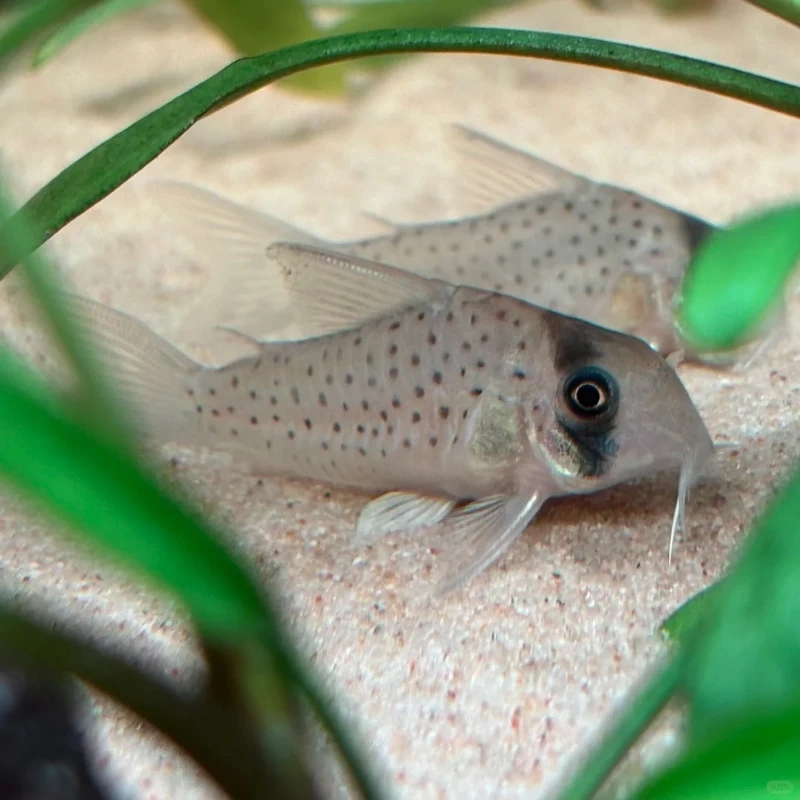 Phù hợp nuôi cá chuột cory nuôi bể kính