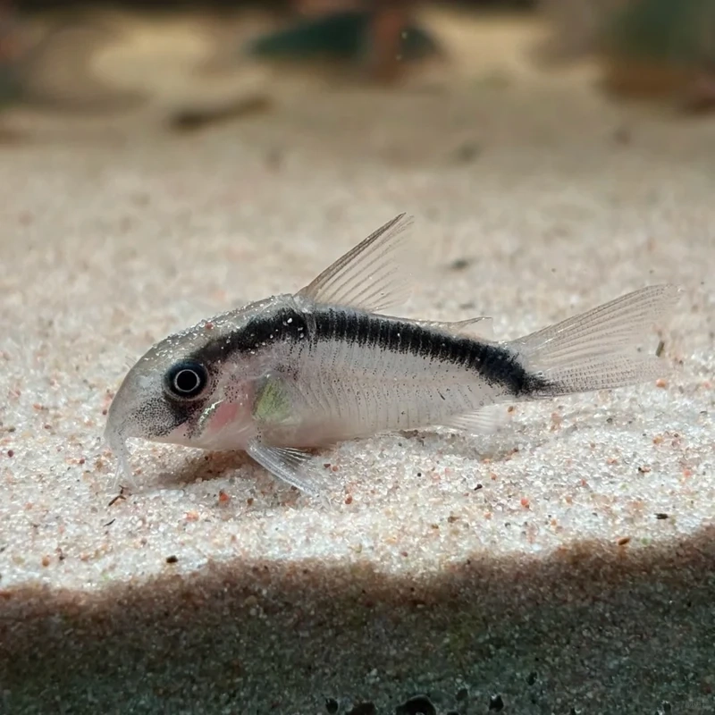 Ngắm nhìn cá chuột cory đàn đẹp bơi lội trong bể