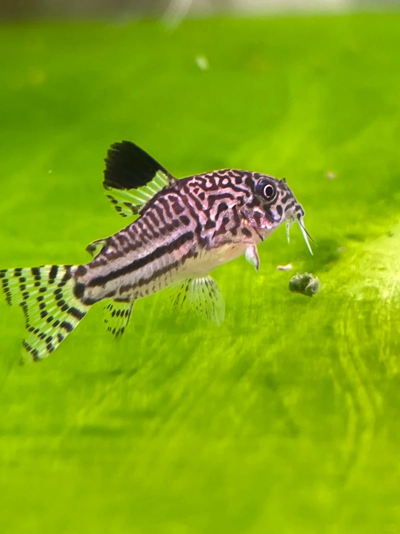 Tính cách hiền hòa của cá chuột cory hiền