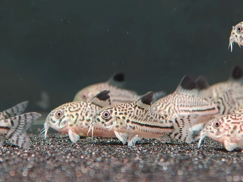 Không gian sinh động với cá chuột cory cảnh đẹp