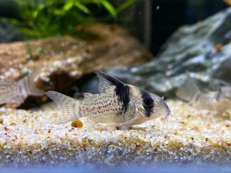 Ý nghĩa may mắn của cá chuột cory phong thủy