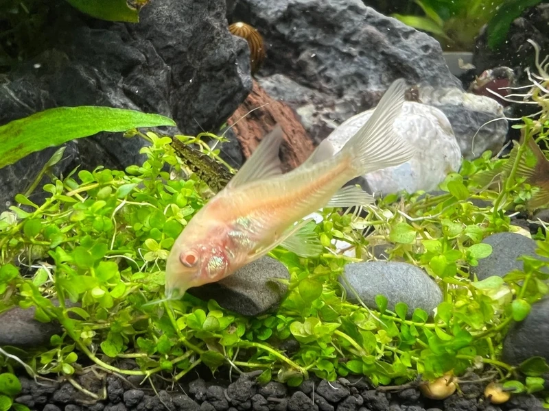 Điểm nhấn nổi bật của cá chuột cory nổi bật