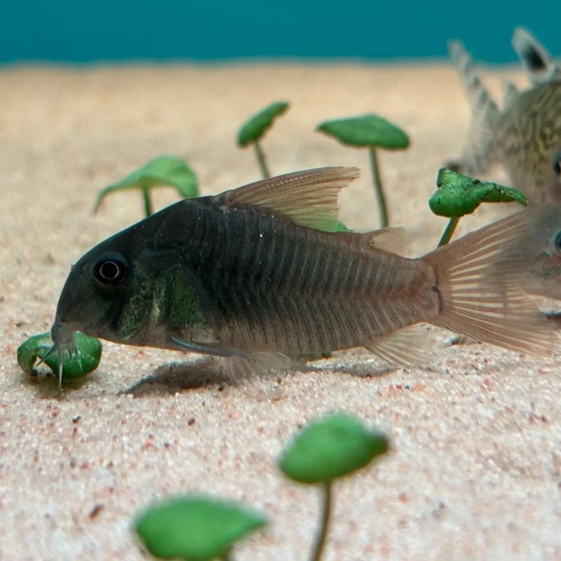 Khoảnh khắc đẹp của cá chuột cory chụp ảnh đẹp