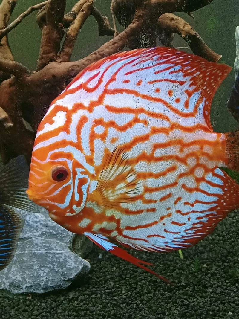 Màu sắc cuốn hút của cá dĩa discus màu đẹp