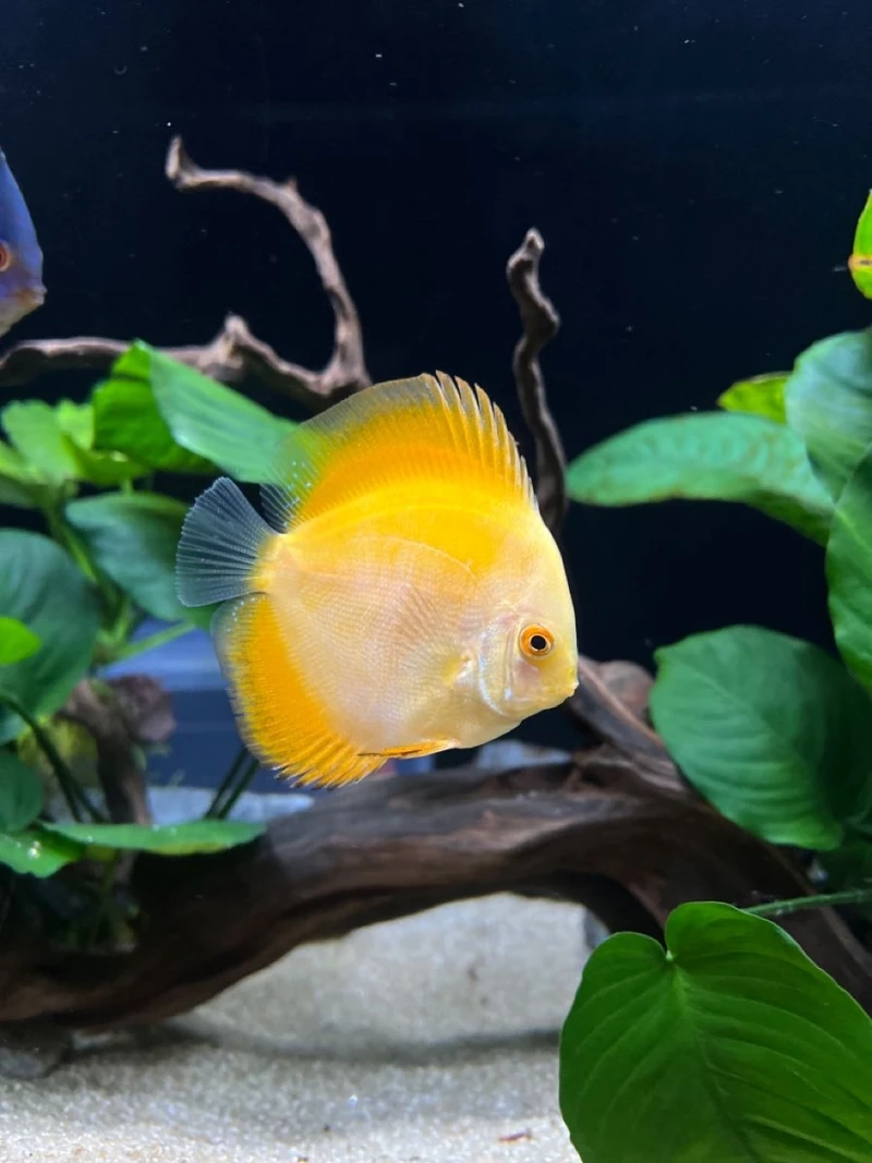 Vẻ đẹp khó cưỡng của cá dĩa discus ấn tượng