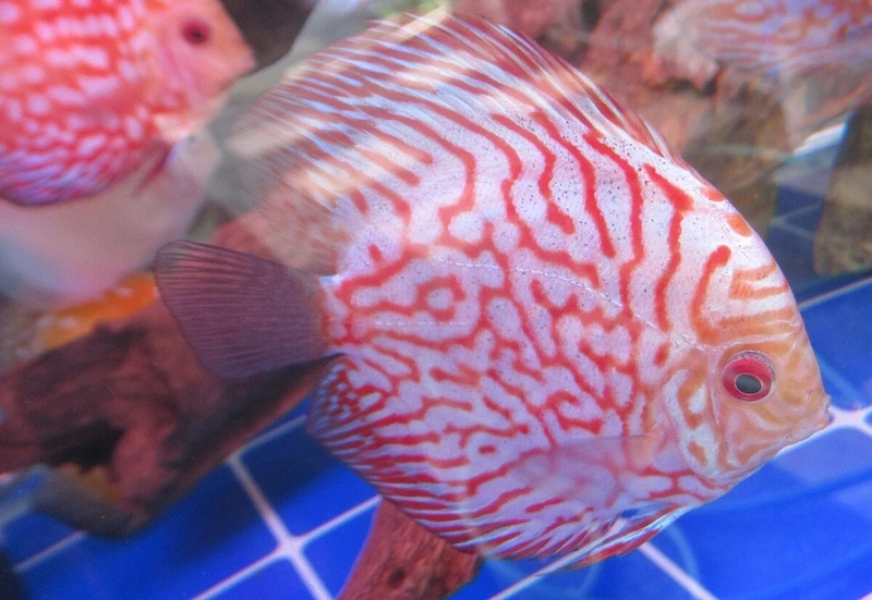 Điểm nhấn nổi bật trong hồ cá là cá dĩa discus nổi bật