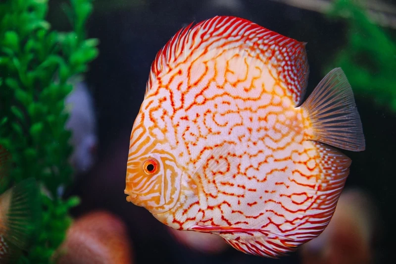 Nhỏ xinh đáng yêu với cá dĩa discus mini