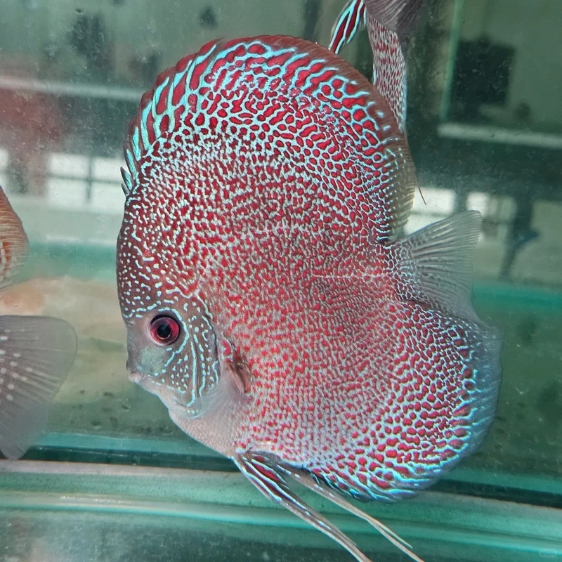 Trang trí hồ cá bằng cá dĩa discus hồ thủy sinh cực đẹp