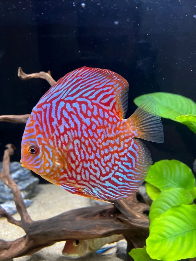 Khoảnh khắc tuyệt đẹp của cá dĩa discus chụp ảnh đẹp