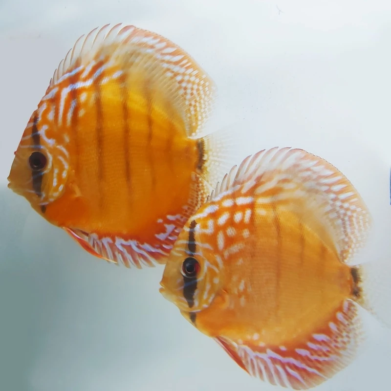 Vẻ đẹp cuốn hút của cá dĩa discus bồ câu khiến dân chơi cá mê mẩn