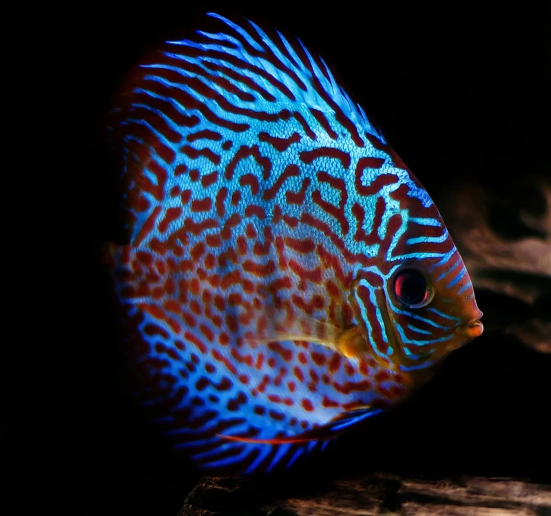 Không gian bể cá đẳng cấp với cá dĩa discus sang trọng