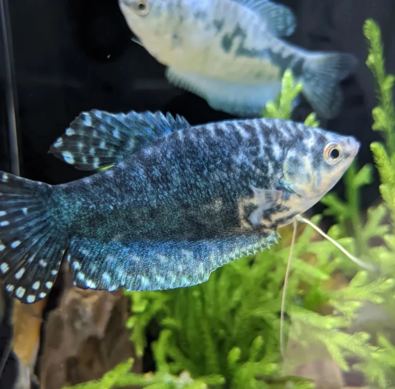 Sắc màu nổi bật của cá gourami xanh