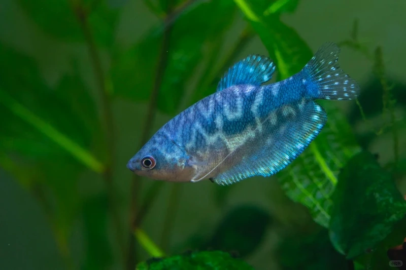 Ấn tượng với kích thước của cá gourami khổng lồ