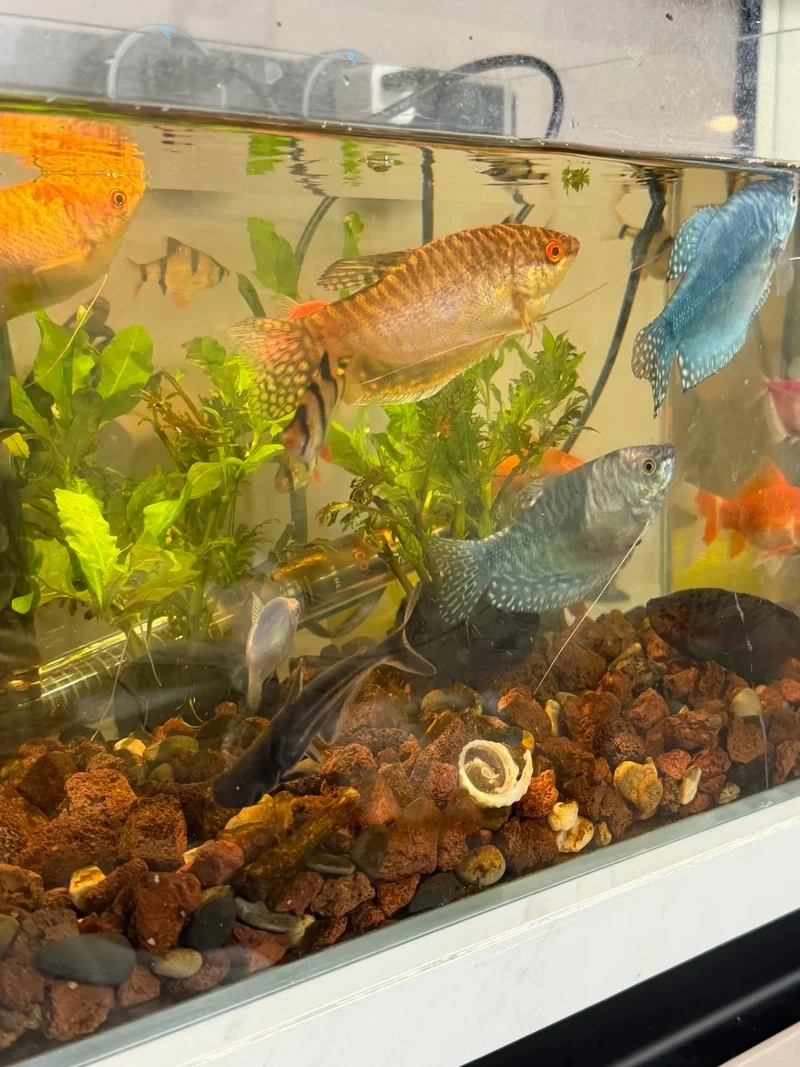 Họa tiết đẹp mắt của cá gourami pearl