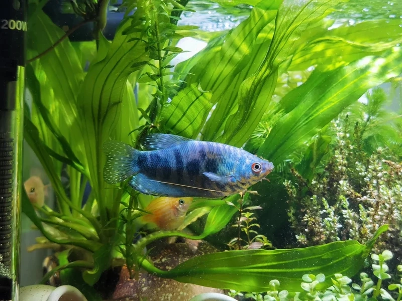 Phù hợp nuôi cá gourami nuôi bể kính