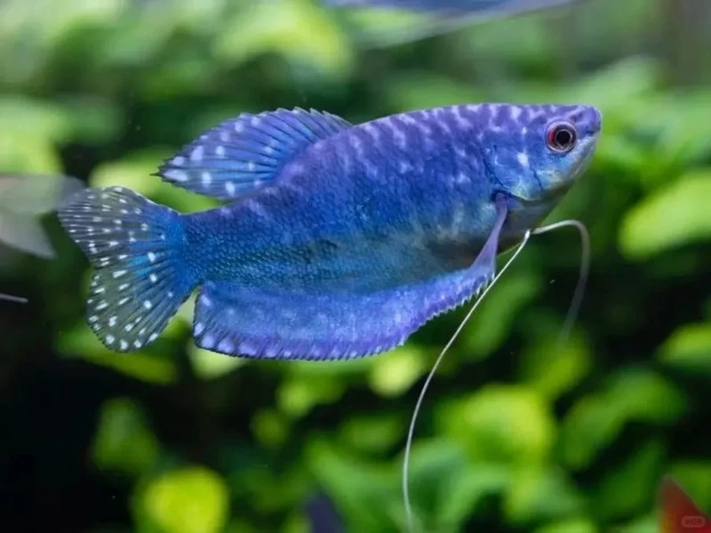 Sắc màu rực rỡ của cá gourami màu đẹp