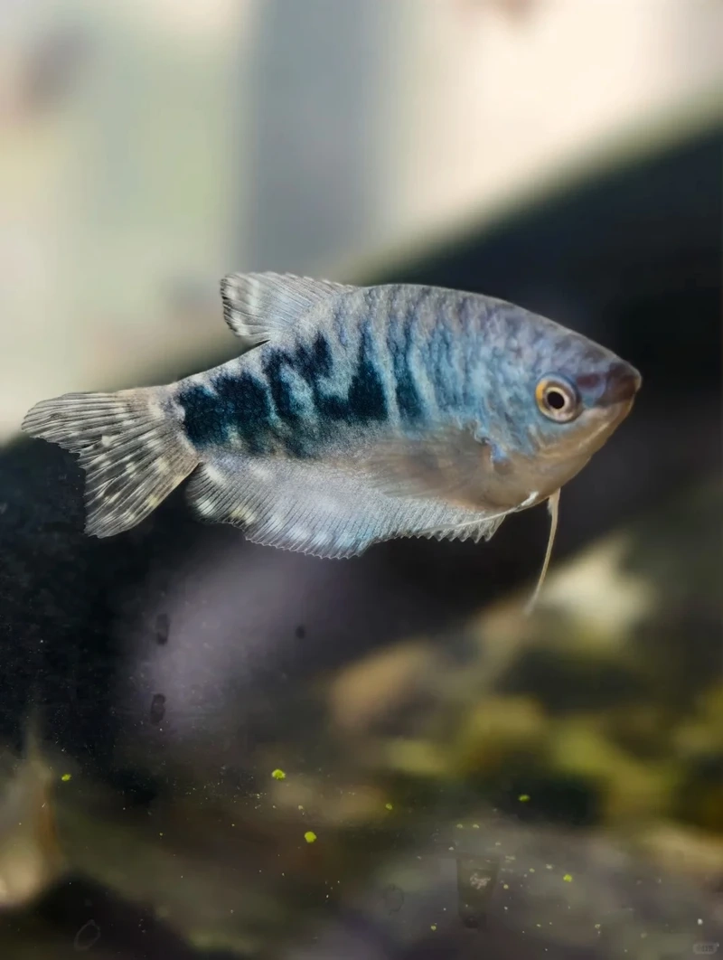 Không gian sinh động với cá gourami cảnh đẹp