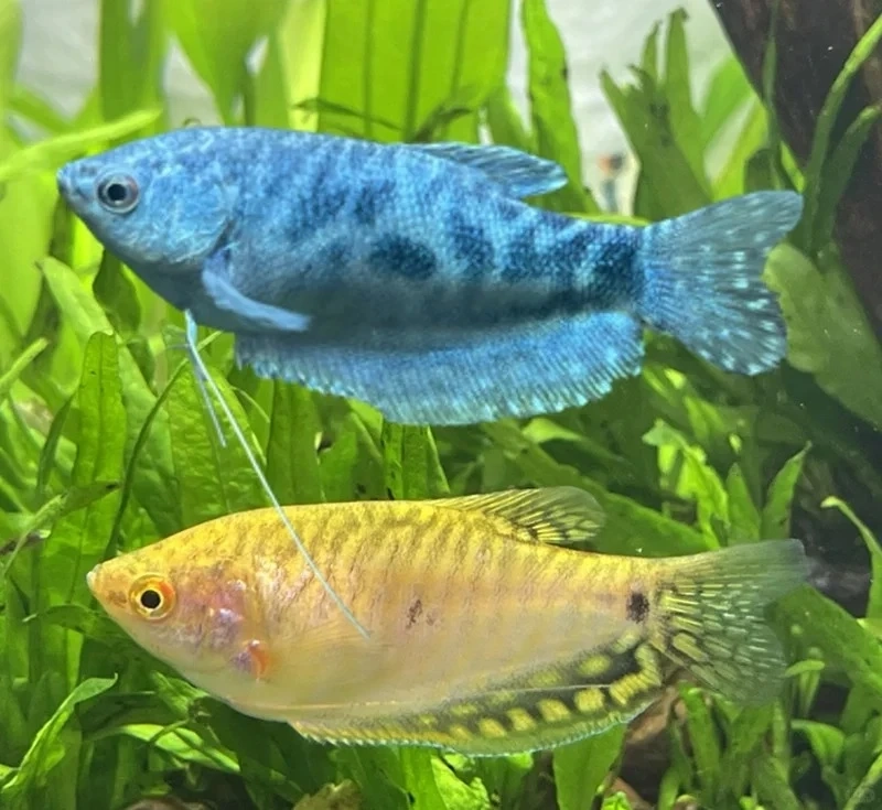 Trang trí bể cá bằng cá gourami trang trí bể cá