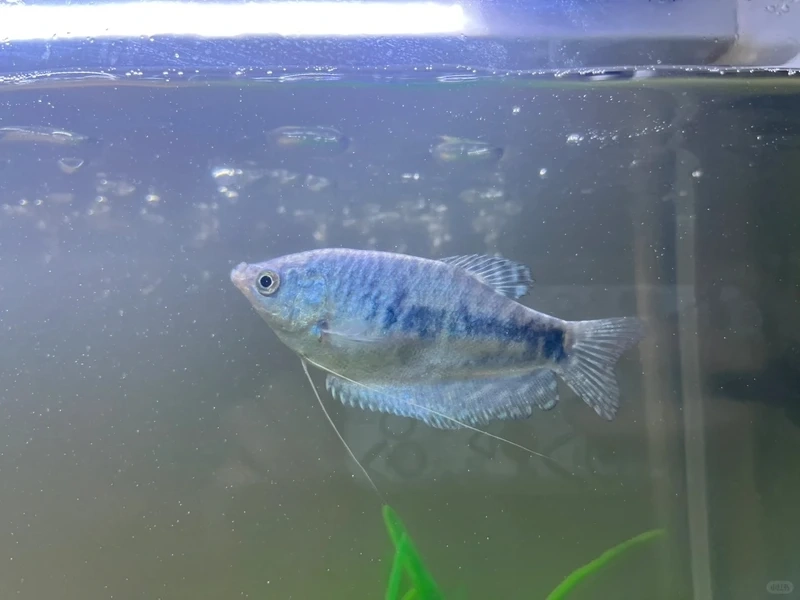 Dễ kết hợp với cá gourami nuôi chung thủy sinh