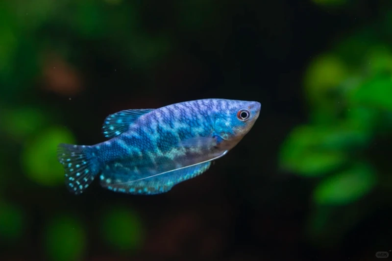 Không gian bể cá đẳng cấp với cá gourami sang trọng