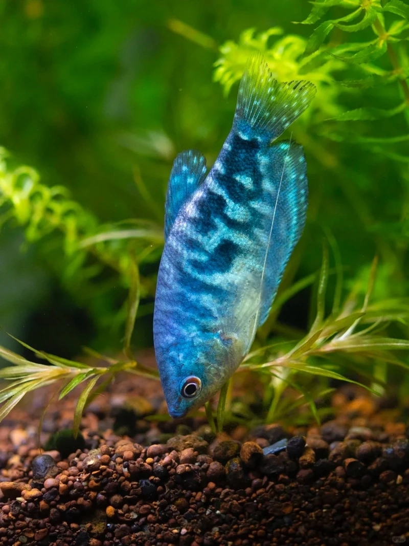 Vẻ độc đáo của cá gourami độc lạ